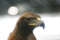 Portrait face of a beautiful young predator eagle Royalty Free Stock Photo