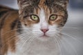 Portrait of the face of a cat with red and white fur and green eyes looking curiously into the lens. Royalty Free Stock Photo