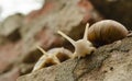 Portrait of a face Couple of snails on the bricks of the building. The snails next to each other look into the camera. The concept Royalty Free Stock Photo