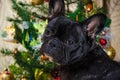 Portrait of face dog at new year holidays. pet is black, young French bulldog. room dog lay near christmas tree Royalty Free Stock Photo