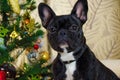 Portrait of face dog at new year holidays. pet is black, young French bulldog. room dog lay near christmas tree Royalty Free Stock Photo