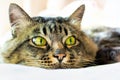 Portrait of the face of a fluffy gray tabby cat with green eyes lies on a light plaid, looks away, close-up Royalty Free Stock Photo