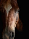 Dramatic close-up portrait of a redhead Arabian gelding with a star on his nose on a black background Royalty Free Stock Photo