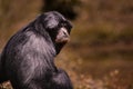 Portrait face of siamang gibbon against blur background