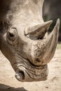 White Rhino portrait Royalty Free Stock Photo