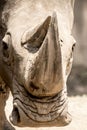 White Rhino portrait Royalty Free Stock Photo