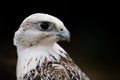 Portrait of falcon bird