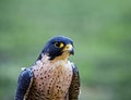 Portrait of the falcon Royalty Free Stock Photo