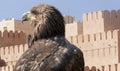 Portrait of a falcon in front of an acient castle in Oman Royalty Free Stock Photo