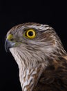 Portrait falcon isolated on a black
