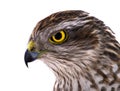Portrait falcon