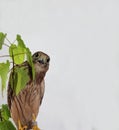 Portrait of a falcon. A falcon sits on a tree on a gray background
