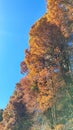 Portrait Fall Tree Orange Leaf Scenary