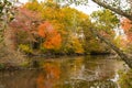 Portrait of Fall Trees with Reflection on Pond Royalty Free Stock Photo