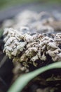 Portrait, Fallen tree overgrown with mushrooms and moss, blurred background, Aceh-Indonesia