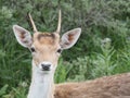 Portrait of a fallow deer in the Amsterdam water supply dunes near to Amsterdam and Zandvoort