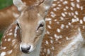 Portrait of a Fallow Deer (Dama dama) Royalty Free Stock Photo