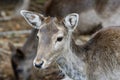 Portrait of fallow deer Dama dama Royalty Free Stock Photo