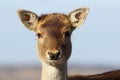 Portrait of fallow deer hind Royalty Free Stock Photo