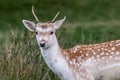 portrait of a fallow deer prickett Royalty Free Stock Photo