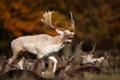 Fallow deer stag calling during rutting season in autumn Royalty Free Stock Photo