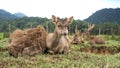 Portrait of family of deer Royalty Free Stock Photo