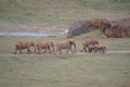 Portrait Of A Family Of Elephants In The Natural Park Of Cabarceno Old Mine Of Iron Extraction. August 25, 2013. Cabarceno,