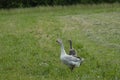 Family of geese on grass Royalty Free Stock Photo