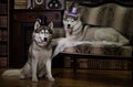 Portrait family husky dog Royalty Free Stock Photo