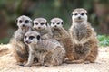 Portrait of a family of meerkats