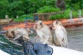 Portrait of family monkey playing on white car