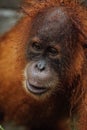 Portrait of the famous and endangered sumatran orangutan.