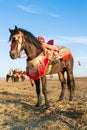 Portrait of fantasia horse. Royalty Free Stock Photo