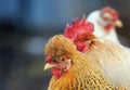 Portrait of farm birds rooster and hens stand next to each other in a row on the street on the farm