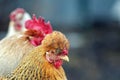 portrait of birds rooster and hens stand in a row on the street on the farm