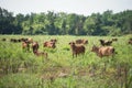 Portrait of farm cow group in meadow in Kanchanaburi Royalty Free Stock Photo