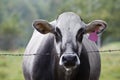 Farm Cow Behind a Barb-wired Fence