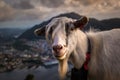 Portrait of A Farm Goat on Mountain at Sunset Royalty Free Stock Photo