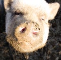 Portrait of a farm pig (latin name: Sus domesticus) in the sunshine at a petting zoo Royalty Free Stock Photo