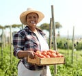 Portrait of a farmer carrying a crate of tomatoes. Young farmer harvesting fresh tomatoes. African american farmer