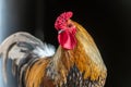 Portrait of a farmyard rooster on an educational farm Royalty Free Stock Photo