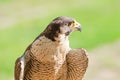 Portrait of the fastest wild bird of prey falcon or hawk