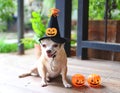 Fat brown Chihuahua dog wearing Halloween witch hat decorated with pumpkin and spiderÃ Â¸Â¡ sitting with halloween pumpkin, smiling Royalty Free Stock Photo