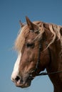 Portrait of a favourite horse