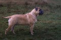 Portrait of a fawn Bullmastiff (British guard dog breed) standing in a meadow at an off-leash park Royalty Free Stock Photo