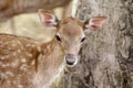 Portrait of a Fawn Royalty Free Stock Photo