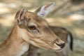 Portrait of a Fawn Royalty Free Stock Photo