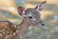 Portrait of a Fawn Royalty Free Stock Photo