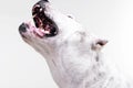 Portrait of a fearful Dogo Argentino