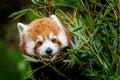 Portrait of feeding red panda. Red panda, Ailurus fulgens, chewing bamboo leaves. Beautiful lesser panda in habitat. Adorable Royalty Free Stock Photo